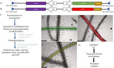 A cell-based fluorescent system and statistical framework to detect meiosis-like induction in plants